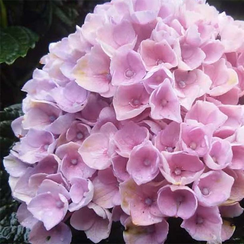 Hydrangea macrophylla Magical Revolution - Bolhortensia roze (Flowering)