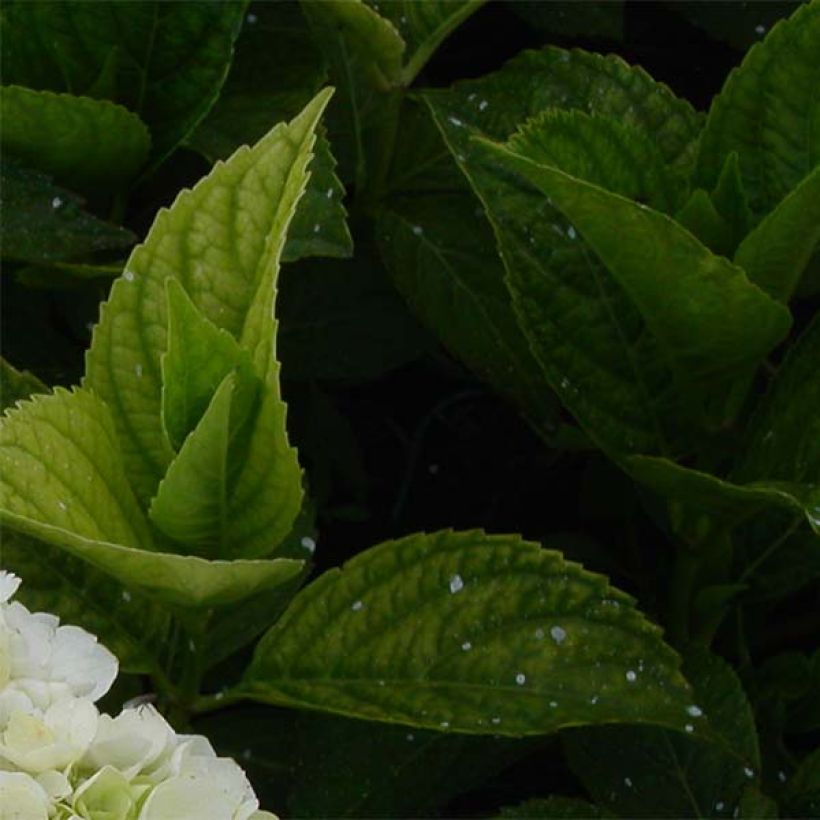 Hydrangea macrophylla Mme Emile Mouillère - Bolhortensia (Foliage)