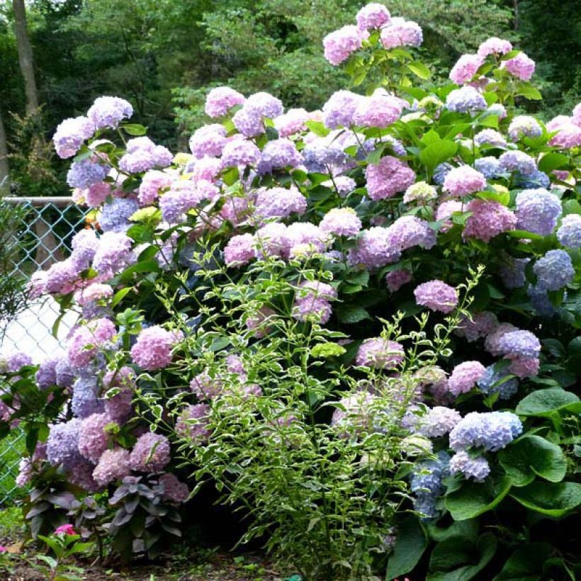 Hydrangea macrophylla Nikko Blue - Boerenhortensia (Groeiplaats)