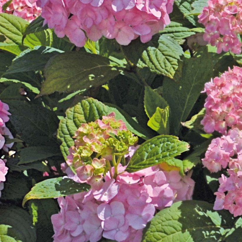 Hydrangea So Long Rosy - Bolhortensia (Foliage)