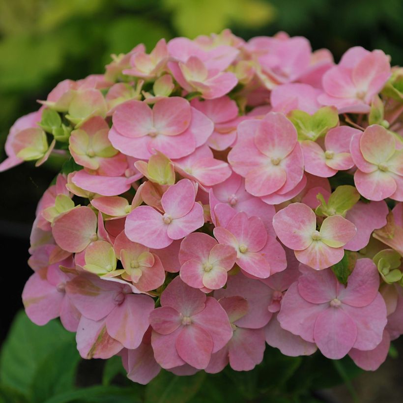 Hydrangea So Long Rosy - Bolhortensia (Flowering)
