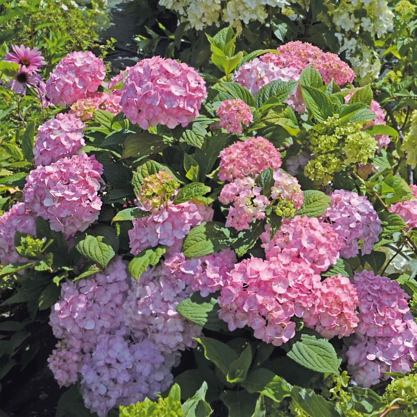 Hydrangea So Long Rosy - Bolhortensia (Plant habit)