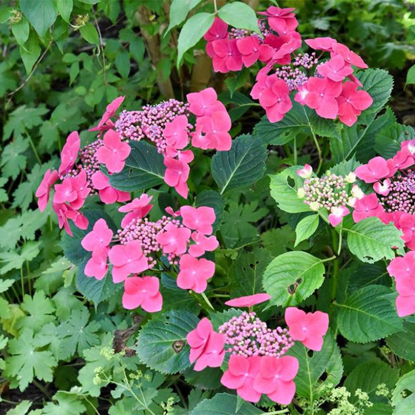Hydrangea macrophylla Teller Red -  - Schermhortensia (Plant habit)