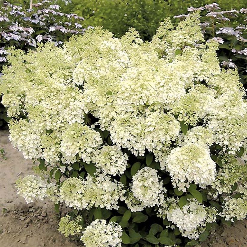 Hydrangea paniculata Bobo - Dwergpluimhortensia (Plant habit)