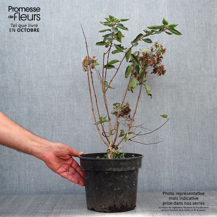 Exemplaar van Hydrangea paniculata Bombshell - Pluimhortensia Pot van 2 l/3 l zoals geleverd in de herfst