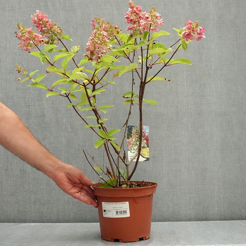 Exemplaar van Hydrangea paniculata Candlelight - Pluimhortensia Pot van 3 l/4 l zoals geleverd in de zomer