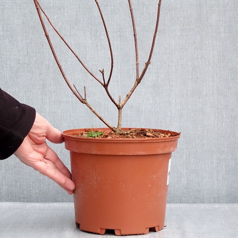 Exemplaar van Hydrangea paniculata Candlelight - Pluimhortensia Pot van 3 l/4 l zoals geleverd in de winter