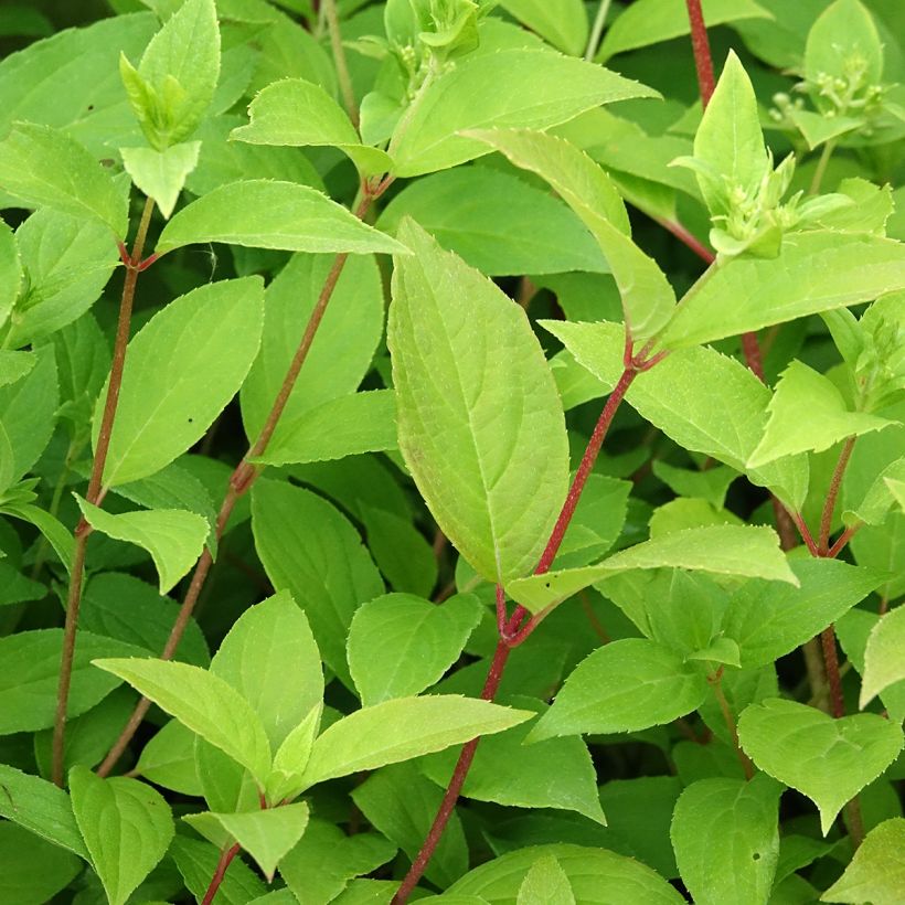 Hydrangea paniculata Confetti - Pluimhortensia (Blad)