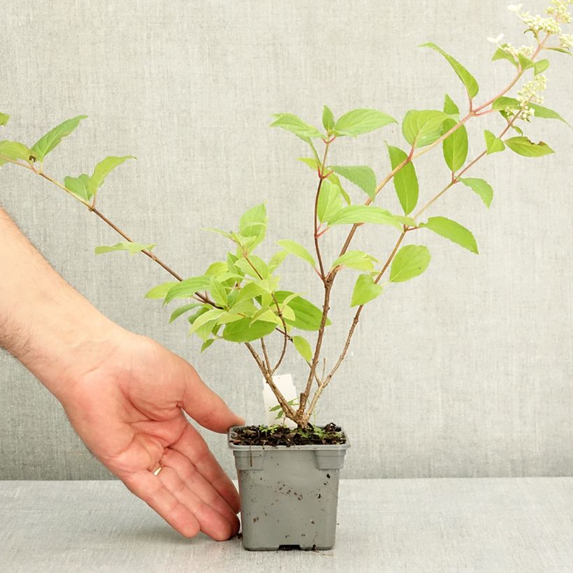 Exemplaar van Hydrangea paniculata Confetti - Pluimhortensia Kweekpotje van 8/9 cm zoals geleverd in de lente
