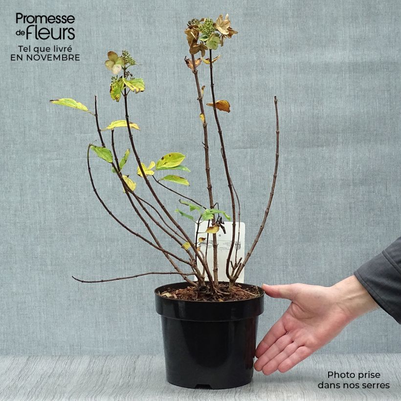 Exemplaar van Hydrangea paniculata Dart's Little Dot - dwergpluimhortensia Pot van 3 l/4 l zoals geleverd in de herfst