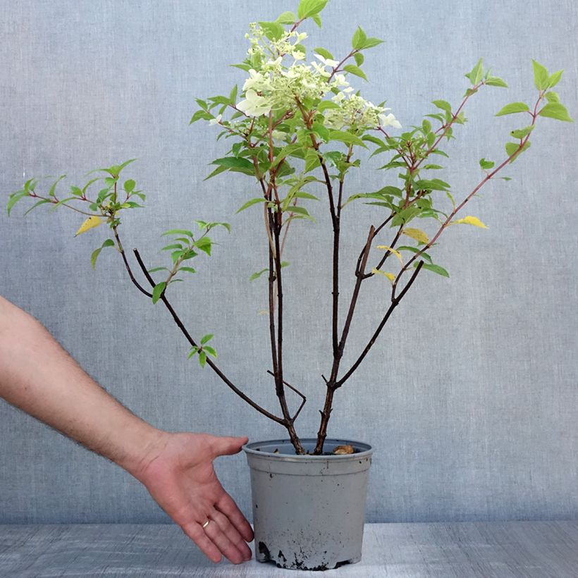 Exemplaar van Hydrangea paniculata Dentelle De Gorron Rencri - Pluimhortensia Pot van 3 l/4 l zoals geleverd in de zomer