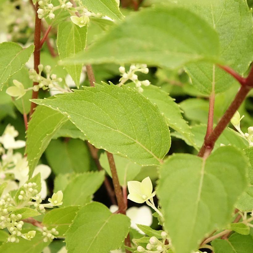 Hydrangea paniculata Dentelle De Gorron Rencri - Pluimhortensia (Blad)