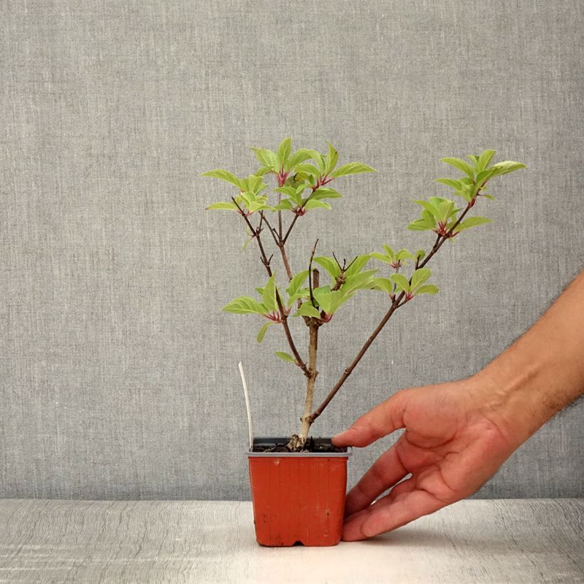 Exemplaar van Hydrangea paniculata Dharuma - Dwergpluimhortensia Kweekpotje van 8/9 cm zoals geleverd in de zomer