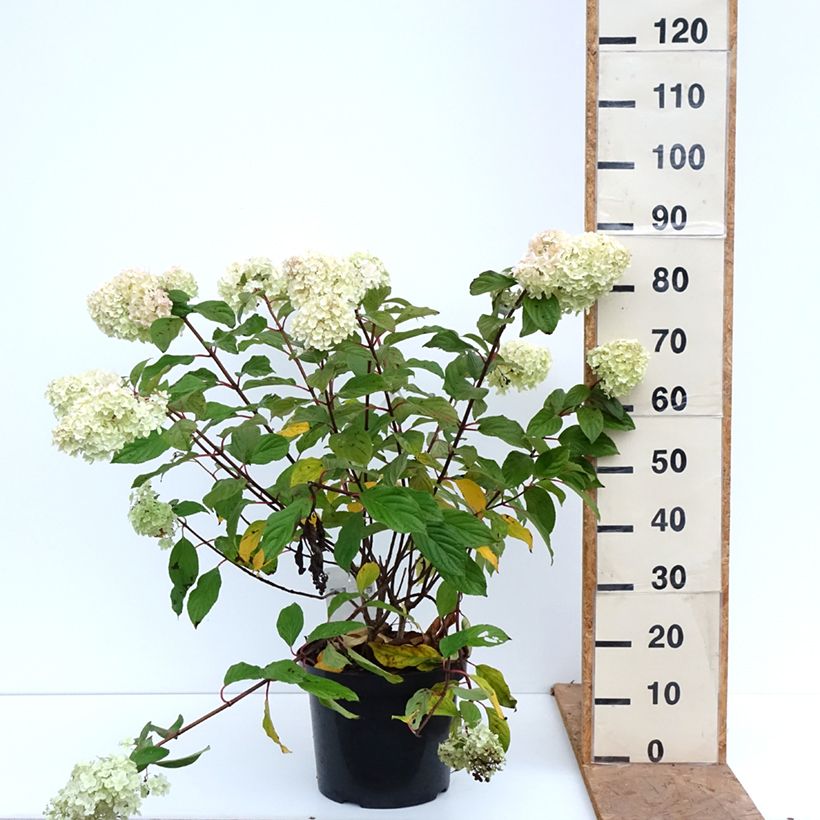 Exemplaar van Hydrangea paniculata Diamantino - Pluimhortensia Pot van 12 l/15 l zoals geleverd in de herfst