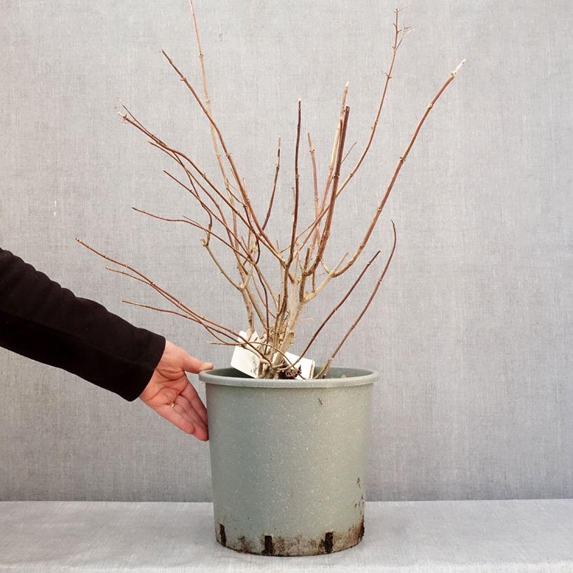 Example of Hydrangea paniculata Diamantino - Hortensia paniculé Pot van 12 l/15 l as you get in hiver