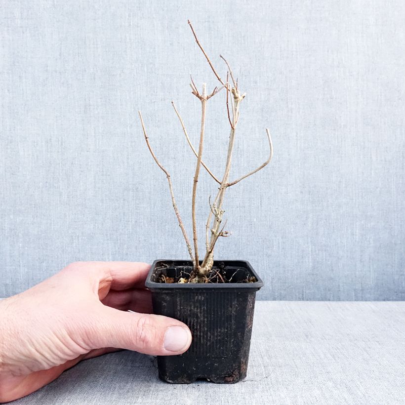 Example of Hydrangea paniculata Graffiti - Hortensia paniculé Kweekpotje van 8/9 cm as you get in hiver