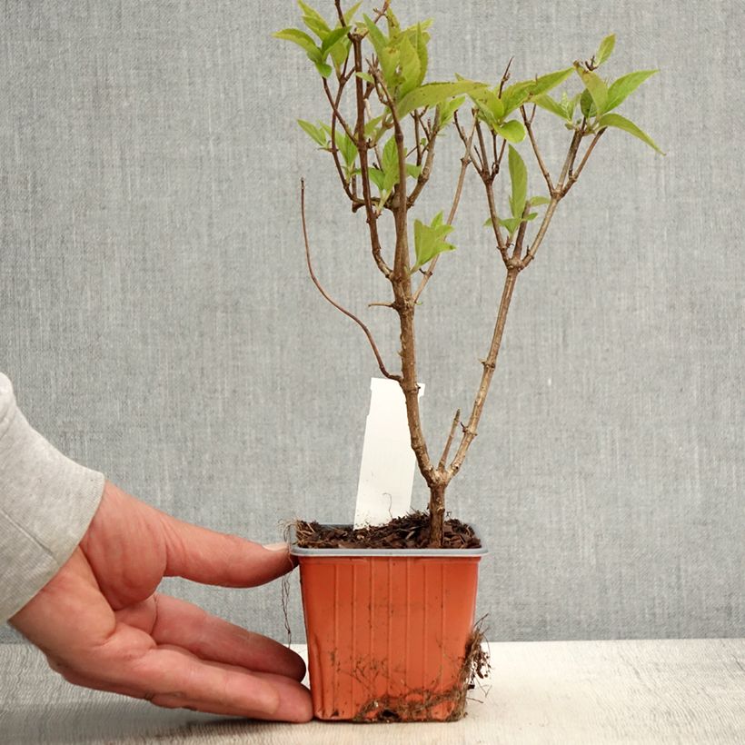 Exemplaar van Hydrangea paniculata Graffiti - Pluimhortensia Kweekpotje van 8/9 cm zoals geleverd in de lente