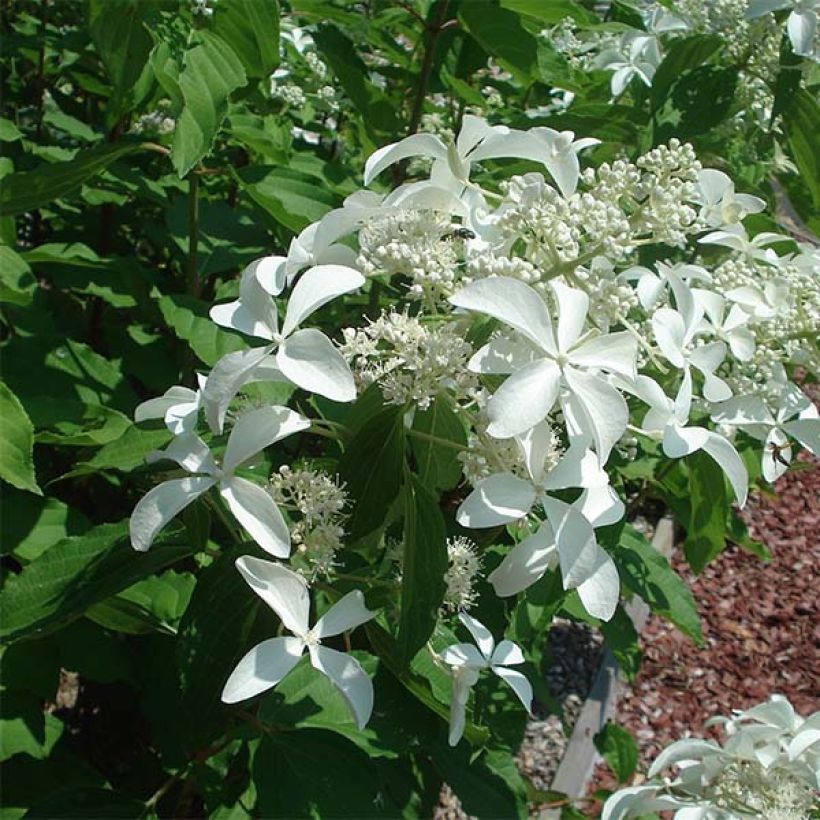 Hydrangea paniculata Great Star Le Vasterival - Pluimhortensia (Flowering)