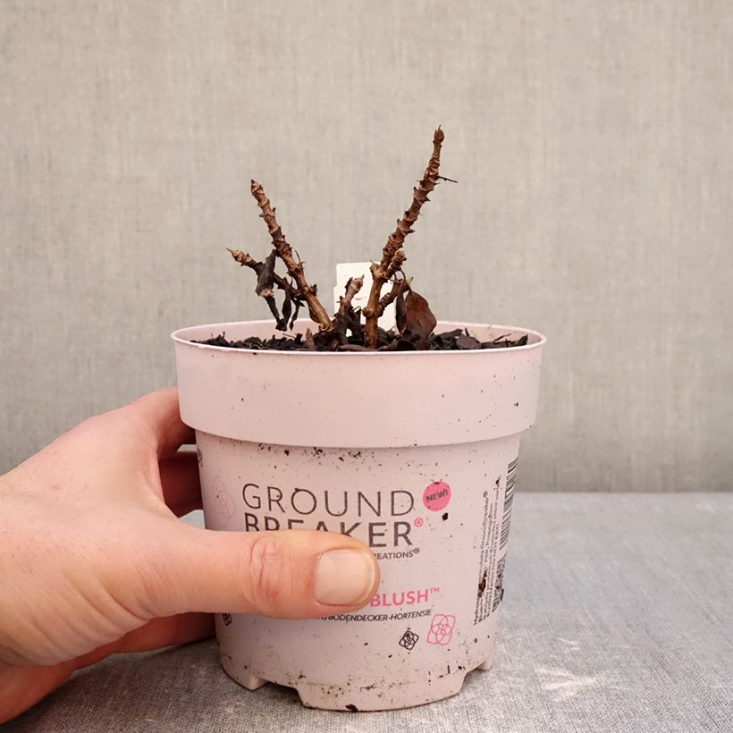 Example of Hydrangea paniculata Groundbreaker Blush - Dwergpluimhortensia Pot van 1 l/1,5 l as you get in hiver