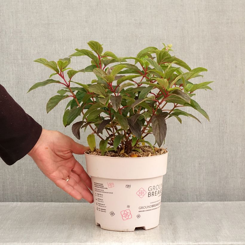 Example of Hydrangea paniculata Groundbreaker Blush - Dwergpluimhortensia Pot van 3 l/4 l as you get in automne