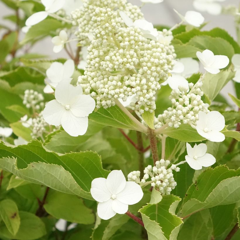 Hydrangea paniculata Levana - Pluimhortensia (Bloei)