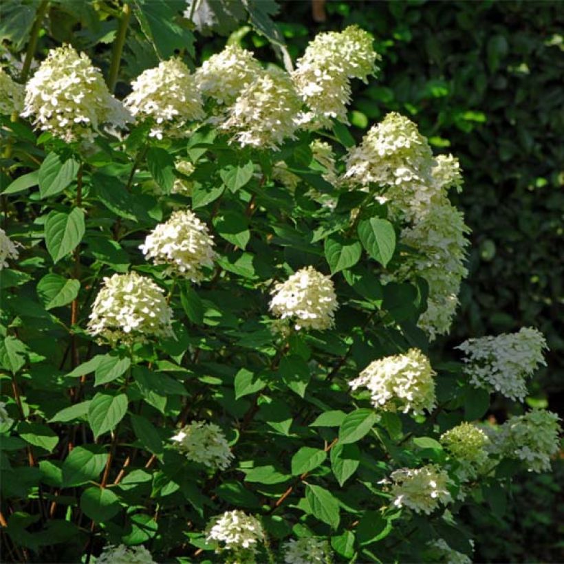 Hydrangea paniculata Limelight - Pluimhortensia (Plant habit)