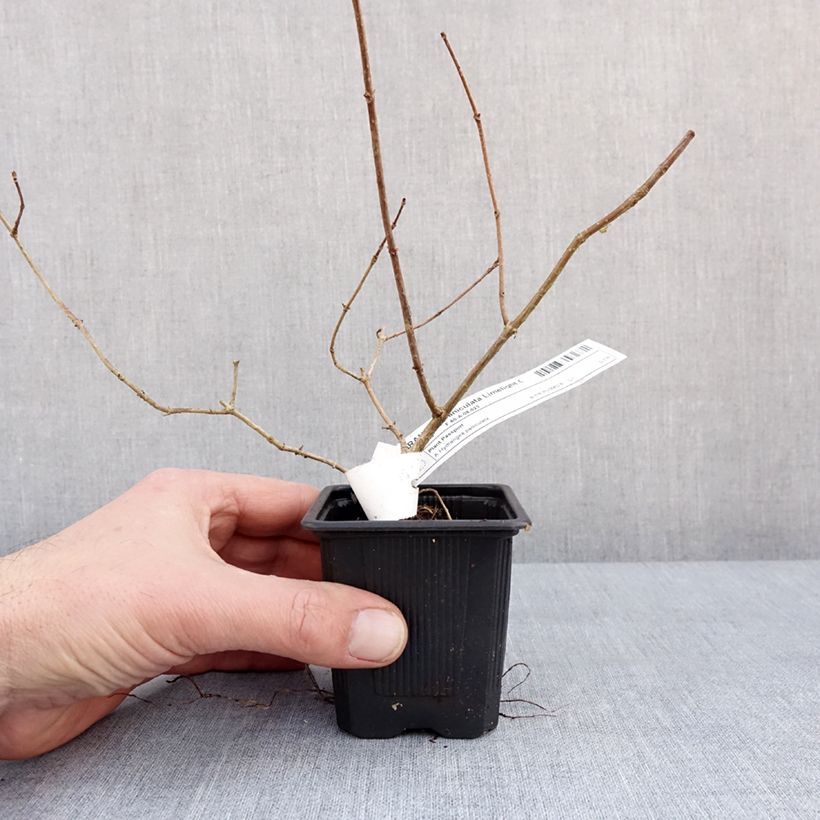 Example of Hydrangea paniculata Limelight - Pluimhortensia Kweekpotje van 8/9 cm as you get in hiver