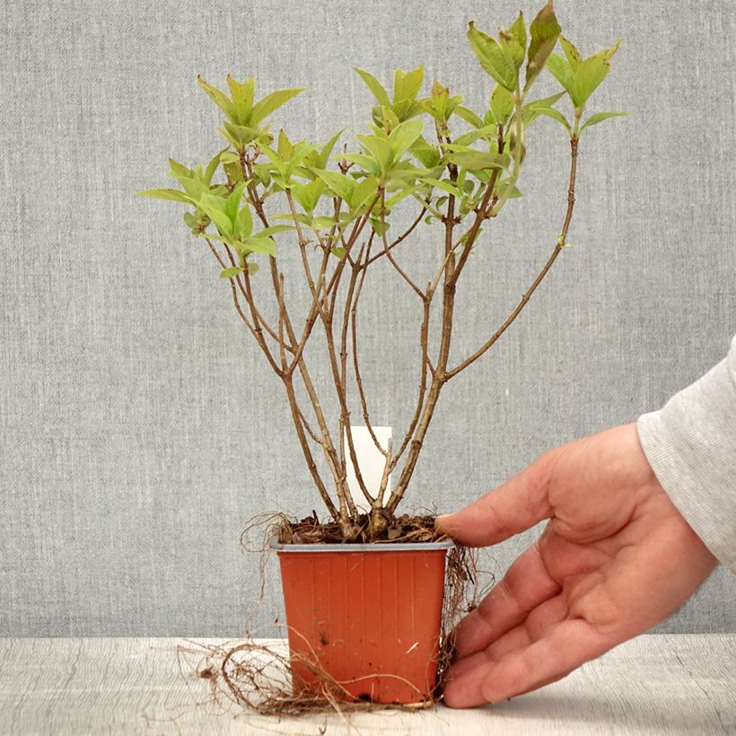 Exemplaar van Hydrangea paniculata Limelight - Pluimhortensia Kweekpotje van 8/9 cm zoals geleverd in de lente