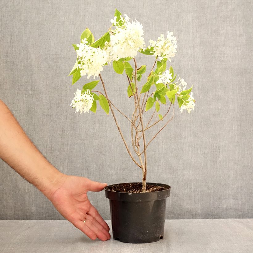 Exemplaar van Hydrangea paniculata Limelight - Pluimhortensia Pot van 3 l/4 l zoals geleverd in de zomer
