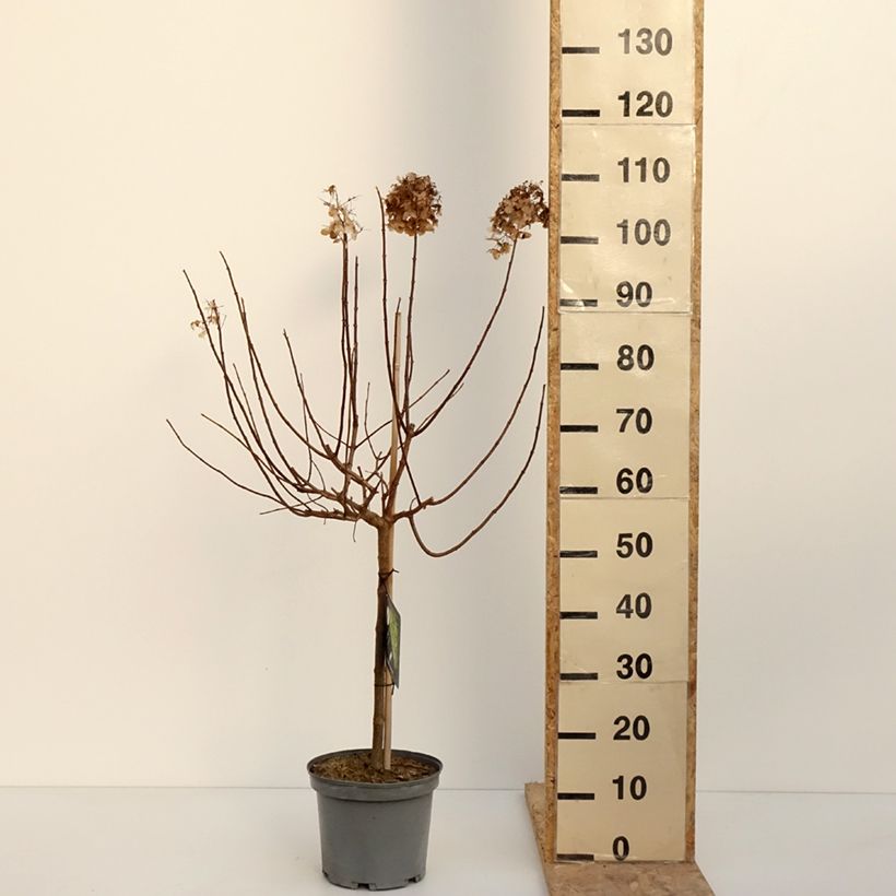 Example of Hydrangea paniculata Limelight - Pluimhortensia Pot van 3 l/4 l as you get in hiver