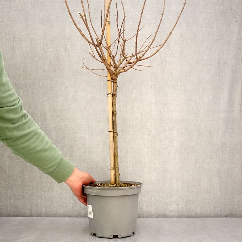 Exemplaar van Hydrangea paniculata Limelight - Pluimhortensia Pot van 3 l/4 l, Stengel zoals geleverd in de lente