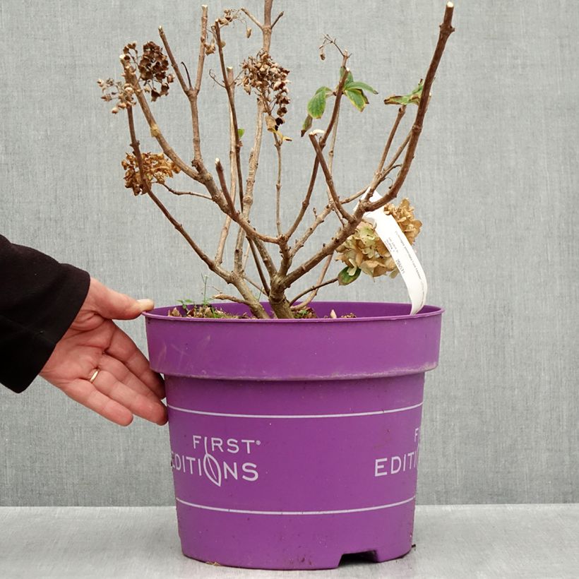 Example of Hydrangea paniculata Little Hottie First Editions - Dwergpluimhortensia Pot van 7,5 l/10 l as you get in automne