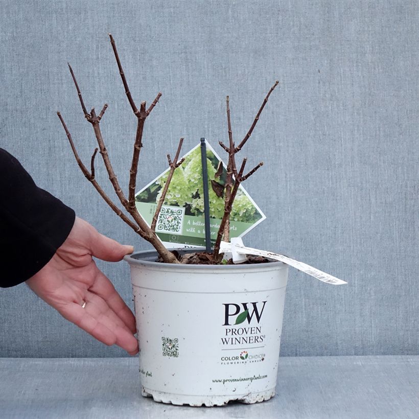 Exemplaar van Hydrangea paniculata Little Lime® Punch - Dwergpluimhortensia Pot van 3 l/4 l zoals geleverd in de winter