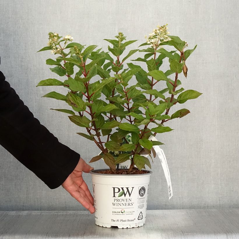 Example of Hydrangea paniculata Little Lime® Punch - Dwergpluimhortensia Pot van 3 l/4 l as you get in automne