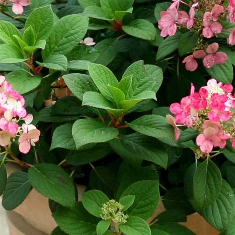 Hydrangea paniculata Little Quick Fire - Dwergpluimhortensia (Foliage)