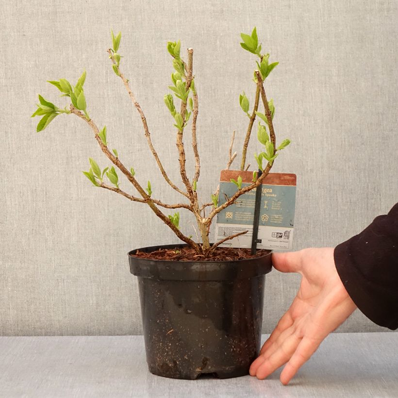 Exemplaar van Hydrangea paniculata Little Spooky - Dwergpluimhortensia Pot van 3 l/4 l zoals geleverd in de lente