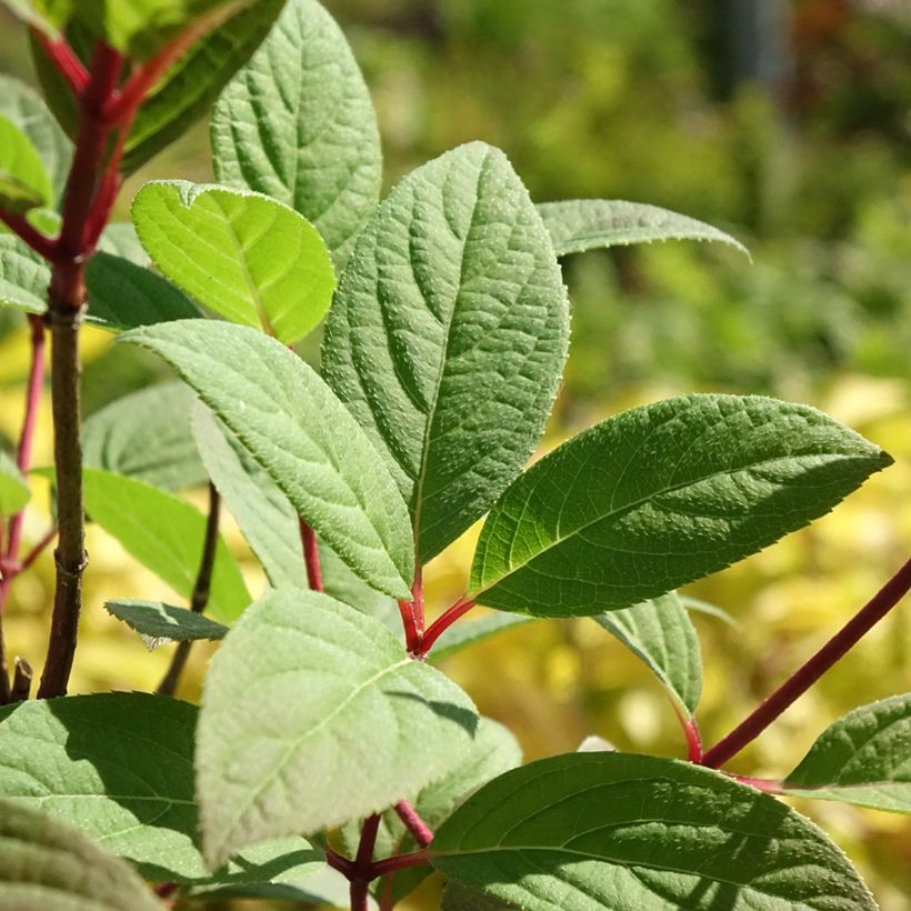 Hydrangea paniculata Magical Fire - Pluimhortensia (Blad)