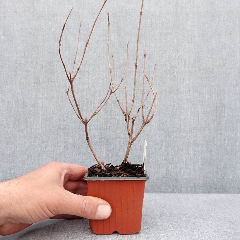 Example of Hydrangea paniculata Magical Fire - Pluimhortensia Kweekpotje van 8/9 cm as you get in printemps