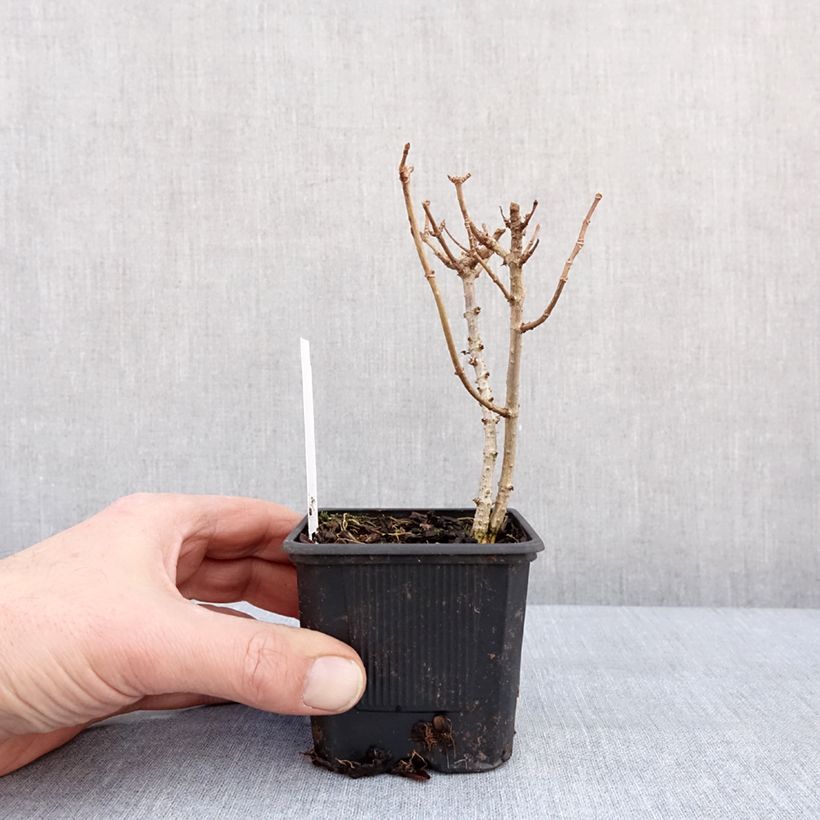 Example of Hydrangea paniculata Mojito - Pluimhortensia Kweekpotje van 8/9 cm as you get in hiver