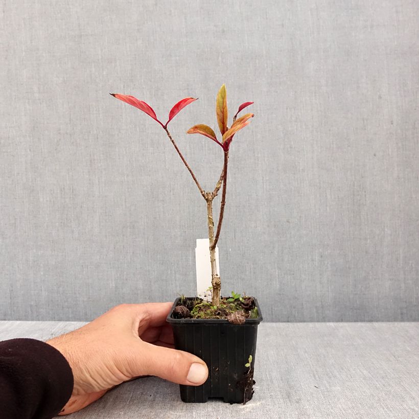Exemplaar van Hydrangea paniculata Pinky Winky - Pluimhortensia Kweekpotje van 8/9 cm zoals geleverd in de herfst