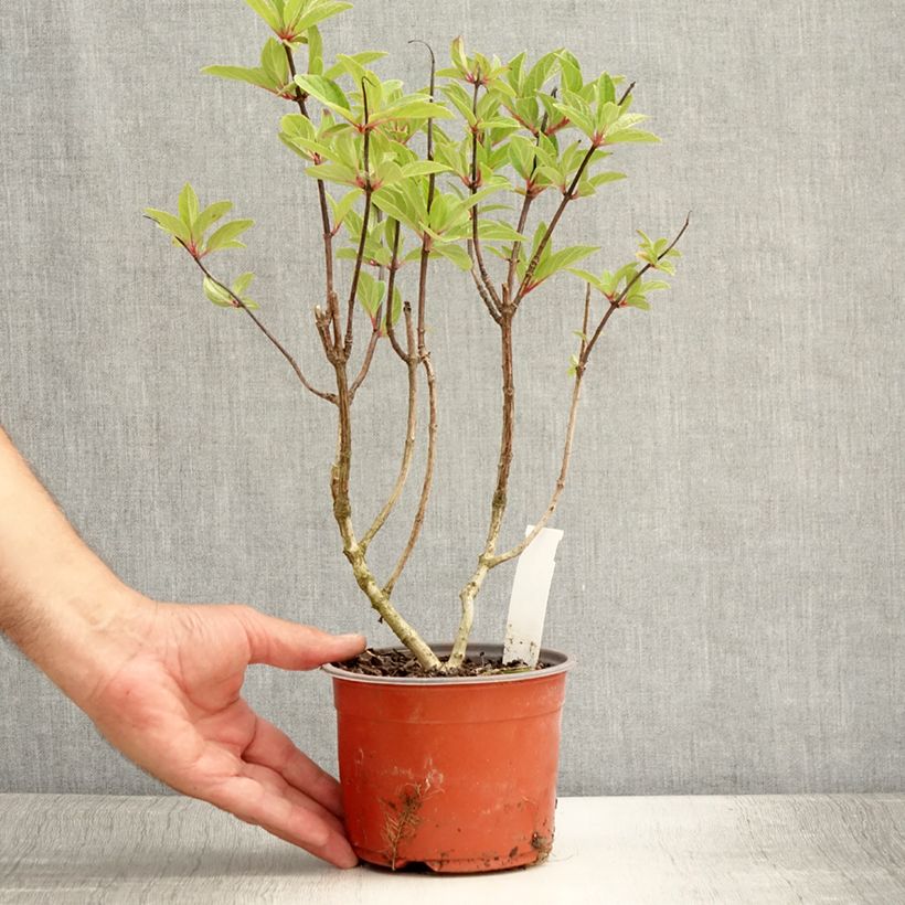 Exemplaar van Hydrangea paniculata Pinky Winky - Pluimhortensia Kweekpotje van 8/9 cm zoals geleverd in de zomer