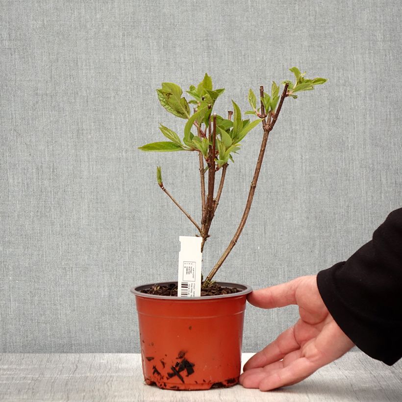 Exemplaar van Hydrangea paniculata Pinky Winky - Pluimhortensia Kweekpotje van 8/9 cm zoals geleverd in de lente