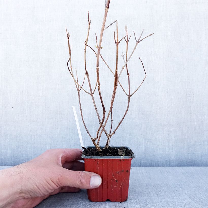 Exemplaar van Hydrangea paniculata Polar Bear - Pluimhortensia Kweekpotje van 8/9 cm zoals geleverd in de lente