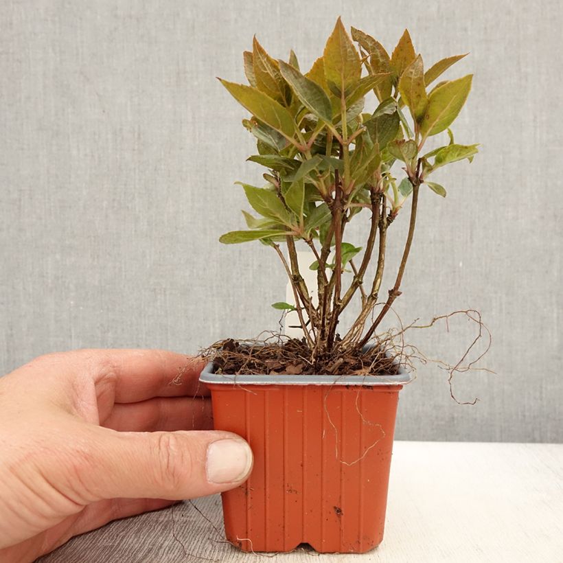 Exemplaar van Hydrangea paniculata Switch Ophelia - Pluimhortensia Kweekpotje van 8/9 cm zoals geleverd in de lente