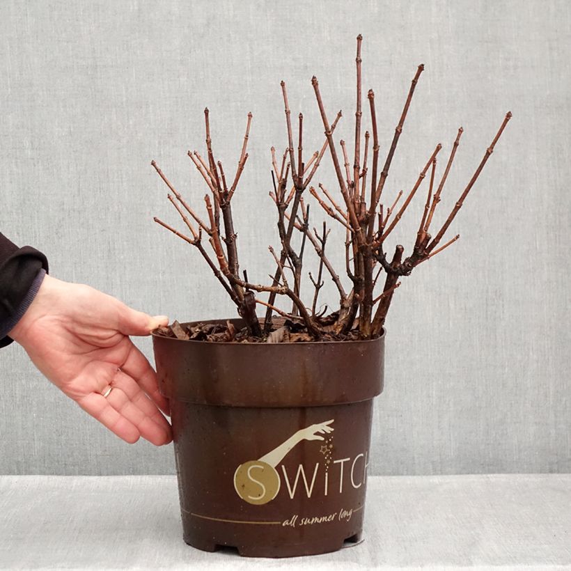Exemplaar van Hydrangea paniculata Switch Ophelia - Pluimhortensia Pot van 3 l/4 l zoals geleverd in de herfst