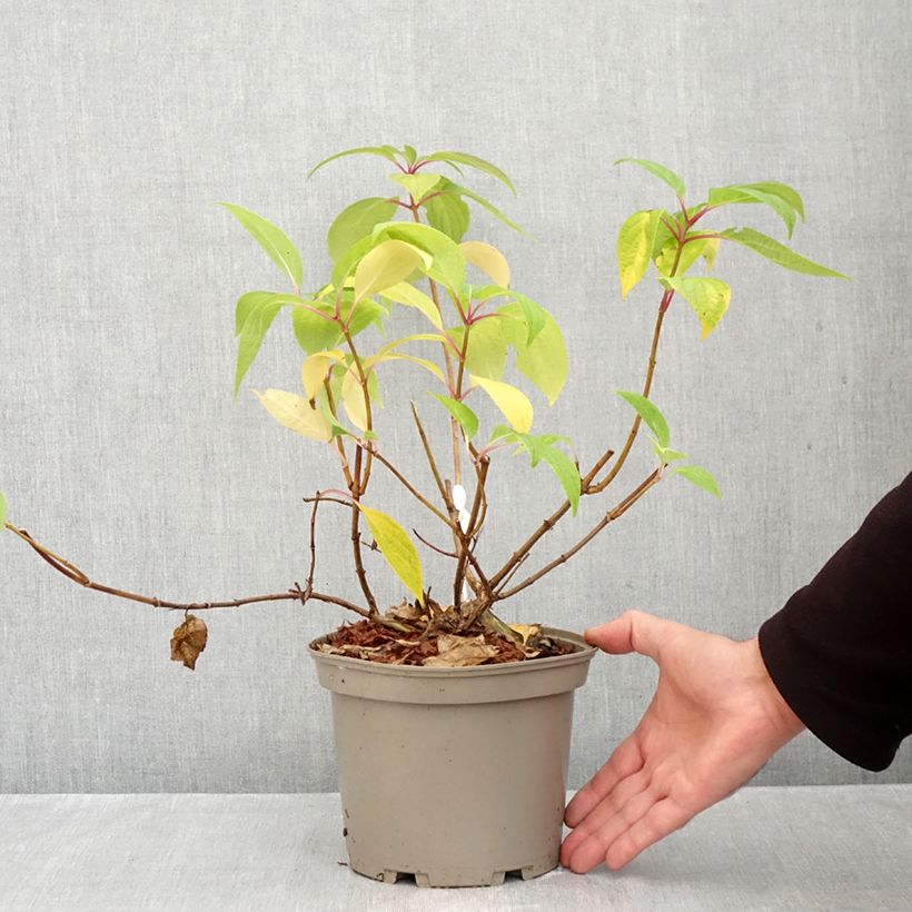 Exemplaar van Hydrangea paniculata Prim White - Pluimhortensia Pot van 2 l/3 l zoals geleverd in de herfst