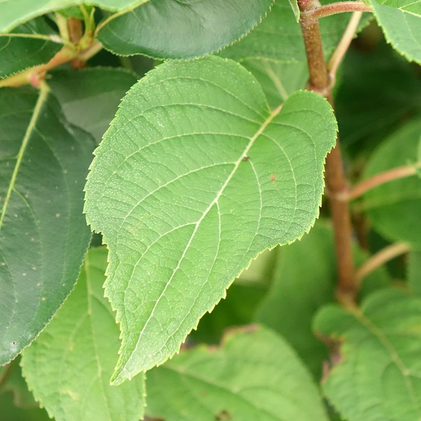 Hydrangea paniculata Silver Dollar - Pluimhortensia (Foliage)