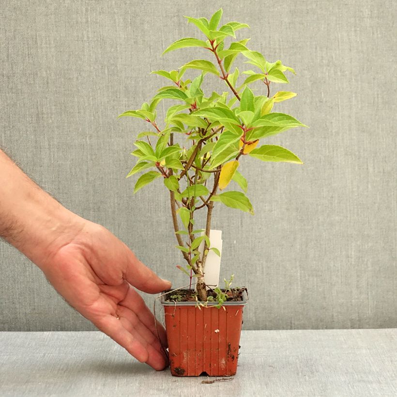Exemplaar van Hydrangea paniculata Skyfall - Pluimhortensia Kweekpotje van 8/9 cm zoals geleverd in de zomer