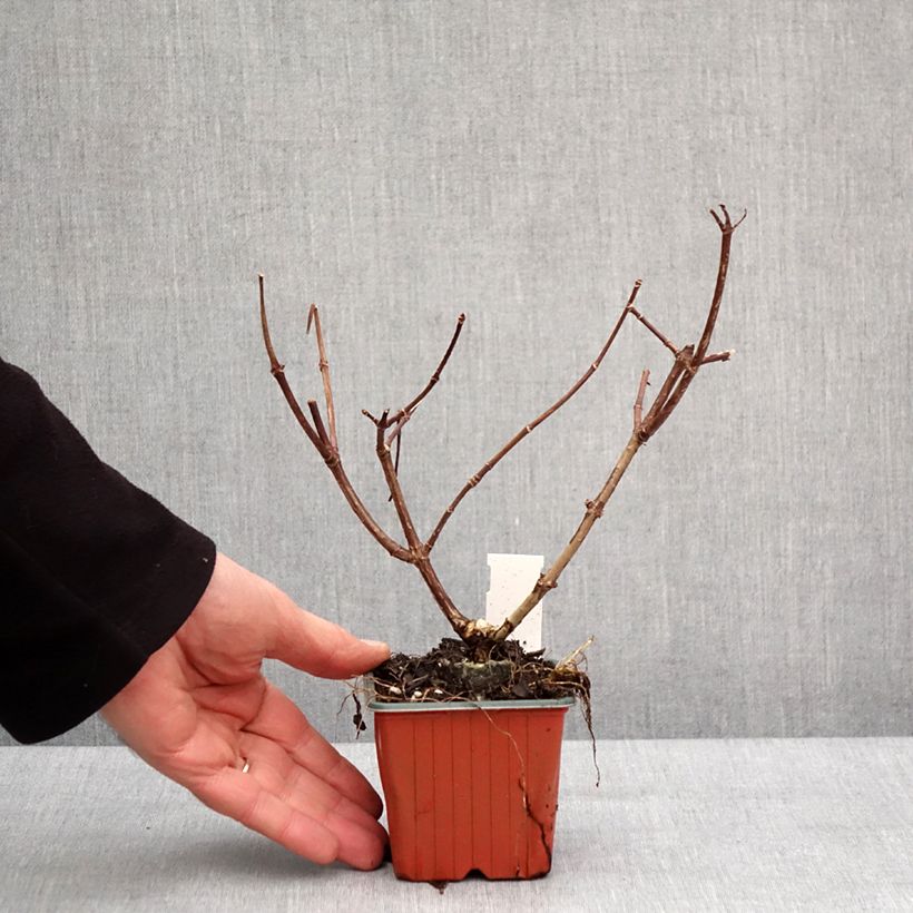 Example of Hydrangea paniculata Sundae Fraise - Pluimhortensia Kweekpotje van 8/9 cm as you get in hiver