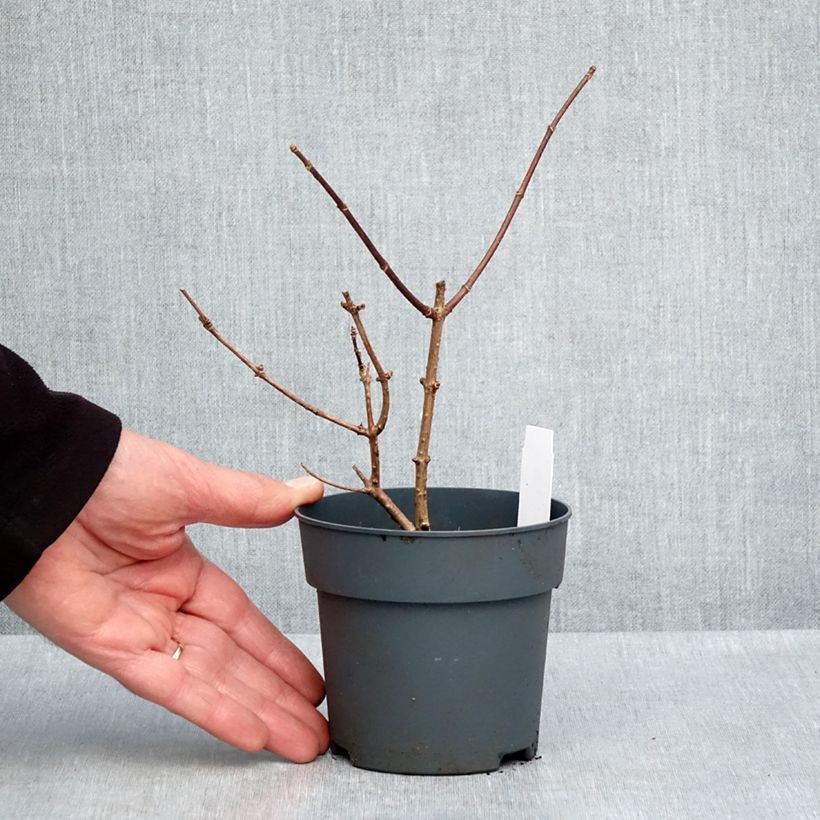 Exemplaar van Hydrangea paniculata Sundae Fraise - Pluimhortensia Kweekpotje van 8/9 cm zoals geleverd in de lente